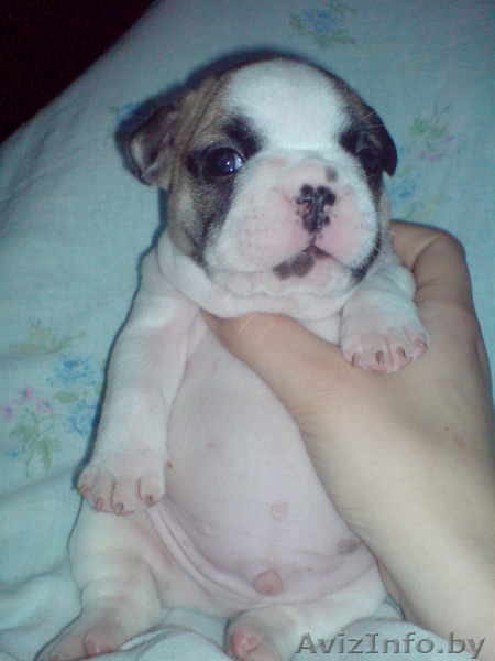 продаются щенки французского бульдога - Изображение #1, Объявление #33001