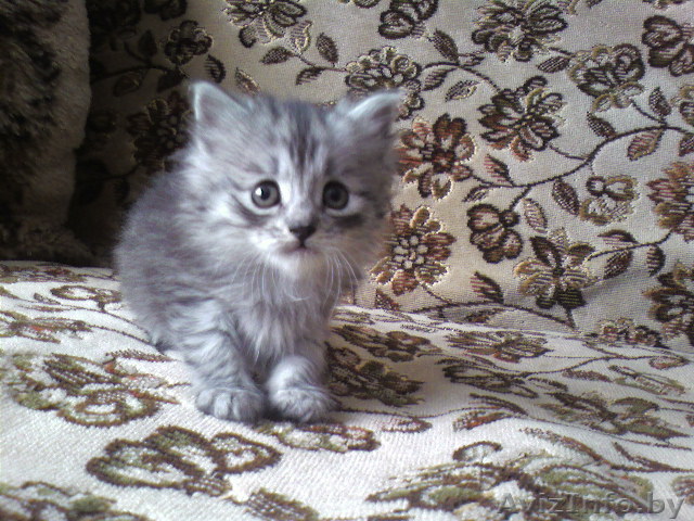 Отдам в хорошие руки котенка - Изображение #1, Объявление #271574