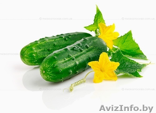 Огурцы оптом ольшанские из РБ - Изображение #1, Объявление #1082678
