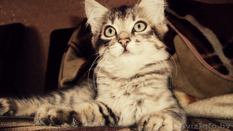 Отдам красивых котят - Изображение #1, Объявление #1147900