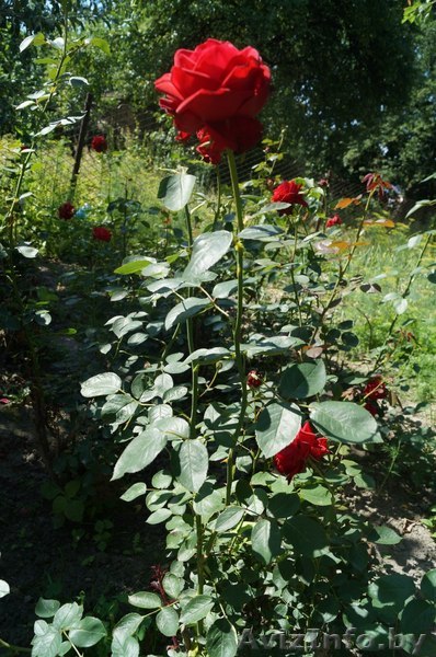 розы,мозырь,15 тысяч за штуку - Изображение #1, Объявление #1275740