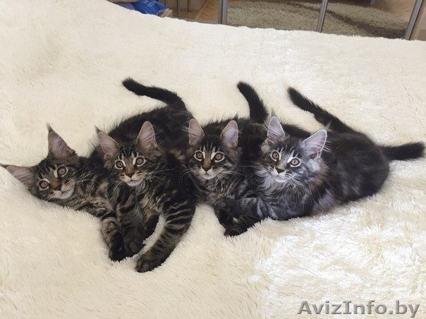 Котята породы мейн-кун, черный мрамор и черный мрамор на серебре - Изображение #1, Объявление #1303814