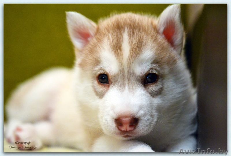 Щенок хаски палево-белый - Изображение #1, Объявление #1376416