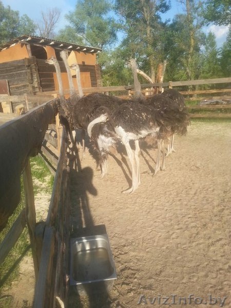 страусята  до  месяца  и  2015 года  рождения - Изображение #1, Объявление #1453062