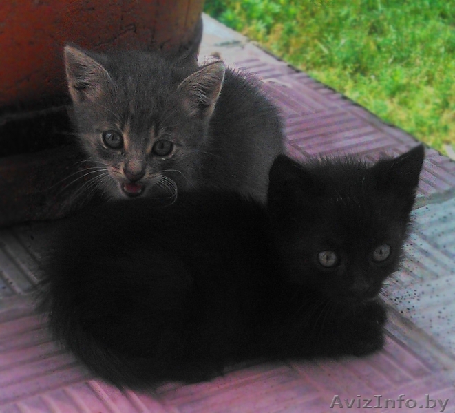 Отдам котят в хорошие руки. Даром. - Изображение #1, Объявление #1459307