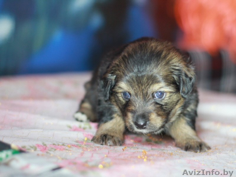 Цвергшнауцер ,бесплатно щенки - Изображение #1, Объявление #1535608