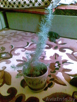 саженц кедра 30-35 см. в длинну - Изображение #1, Объявление #188112