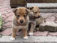 щенки западно-сибирской лайки - Изображение #3, Объявление #338107