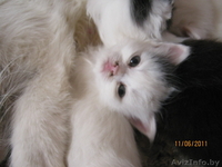 Подарю симпатичных котят - Изображение #1, Объявление #317026