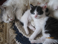 Подарю симпатичных котят - Изображение #2, Объявление #317026