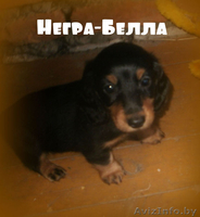 щенки карликовой мраморной таксы - Изображение #1, Объявление #771402