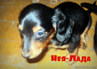 щенки карликовой мраморной таксы - Изображение #3, Объявление #771402