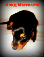 щенки карликовой мраморной таксы - Изображение #4, Объявление #771402