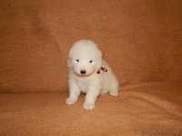 Щеночки Самоеда  - Изображение #1, Объявление #1038387