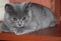 Британские плюшевые котята (мальчики) - Изображение #2, Объявление #1097913