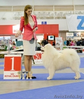 Щенки самоеда от пары МультиЧемпионов  - Изображение #2, Объявление #1273666