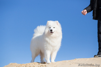 Щенки самоеда от пары МультиЧемпионов  - Изображение #3, Объявление #1273666