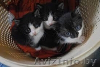 ***Котята ищут своих хозяев*** - Изображение #2, Объявление #1300141