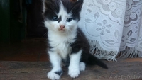 ***Котёнок ищет новых хозяев*** - Изображение #2, Объявление #1303292