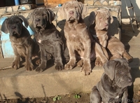 мастино наполетано - Изображение #4, Объявление #1346619