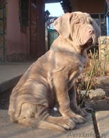 мастино наполетано - Изображение #3, Объявление #1346619