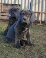 мастино наполетано - Изображение #2, Объявление #1346619