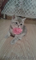 Продаю шотландский плюшевых котят - Изображение #2, Объявление #1344789