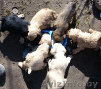 Щенки кокер-спаниеля. - Изображение #1, Объявление #1400948