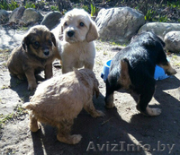 Щенки кокер-спаниеля. - Изображение #2, Объявление #1400948