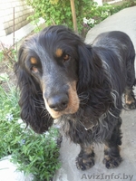 Утеряна собака породы спаниель! - Изображение #1, Объявление #1509632