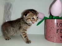 Шотландские коты - Изображение #1, Объявление #1747339