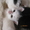 Подарю симпатичных котят - Изображение #1, Объявление #317026