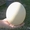 инкубационные  страусиные  яйца  #1261867