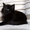 Котята породы Мейн кун. - Изображение #4, Объявление #1452551