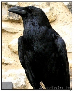 продам птенцов чёрного ворана - Изображение #1, Объявление #179860