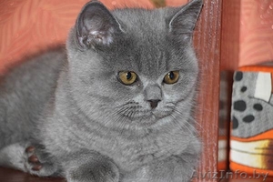 Британские плюшевые котята (мальчики) - Изображение #3, Объявление #1097913