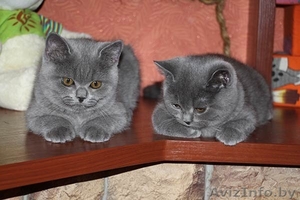 Британские плюшевые котята (мальчики) - Изображение #1, Объявление #1097913