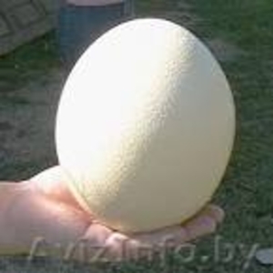 инкубационные  страусиные  яйца  - Изображение #1, Объявление #1261867