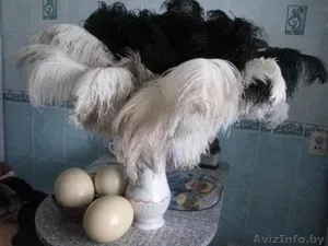Продаю страусиную продукцию: яйцо, мясо , жир, перо - Изображение #1, Объявление #1567049