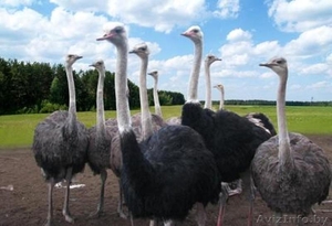 Акция Взрослые Африканские страусы 6 лет 7 голов - Изображение #1, Объявление #1642667