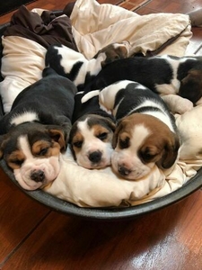 У НАЯВАННІ.......