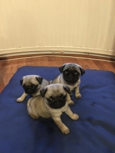 Даступныя цудоўныя шчанюкі Мопс