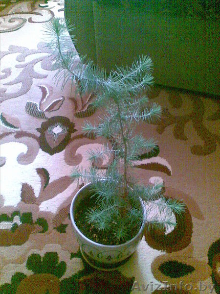 саженц кедра 30-35 см. в длинну - Изображение #2, Объявление #188112