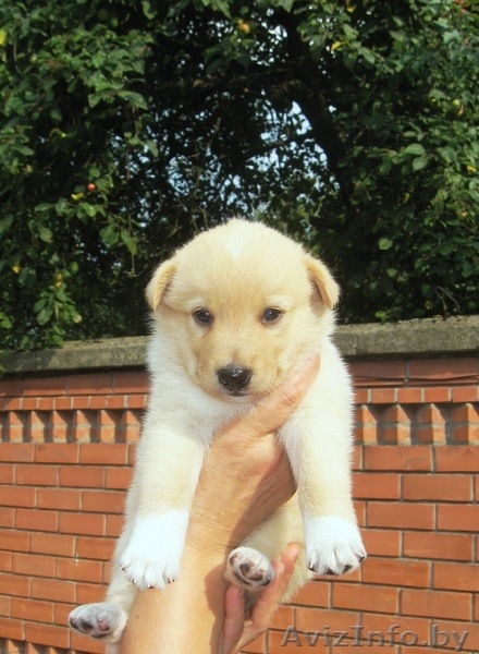 щенки западно-сибирской лайки - Изображение #1, Объявление #338107