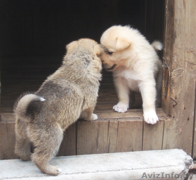 щенки западно-сибирской лайки - Изображение #2, Объявление #338107