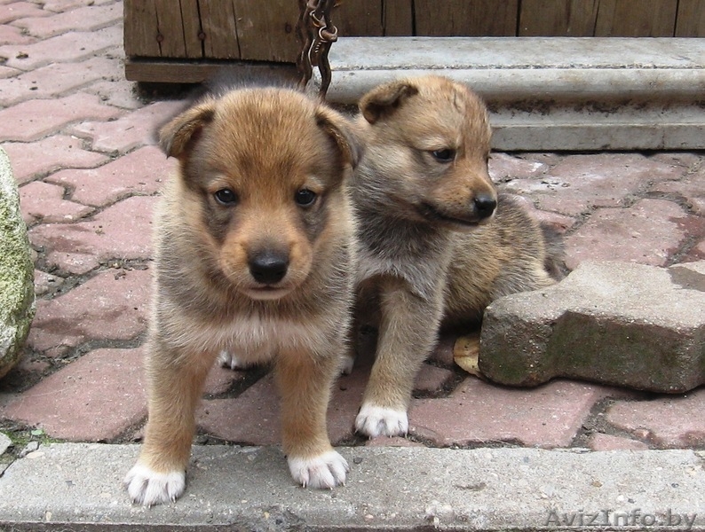 щенки западно-сибирской лайки - Изображение #3, Объявление #338107