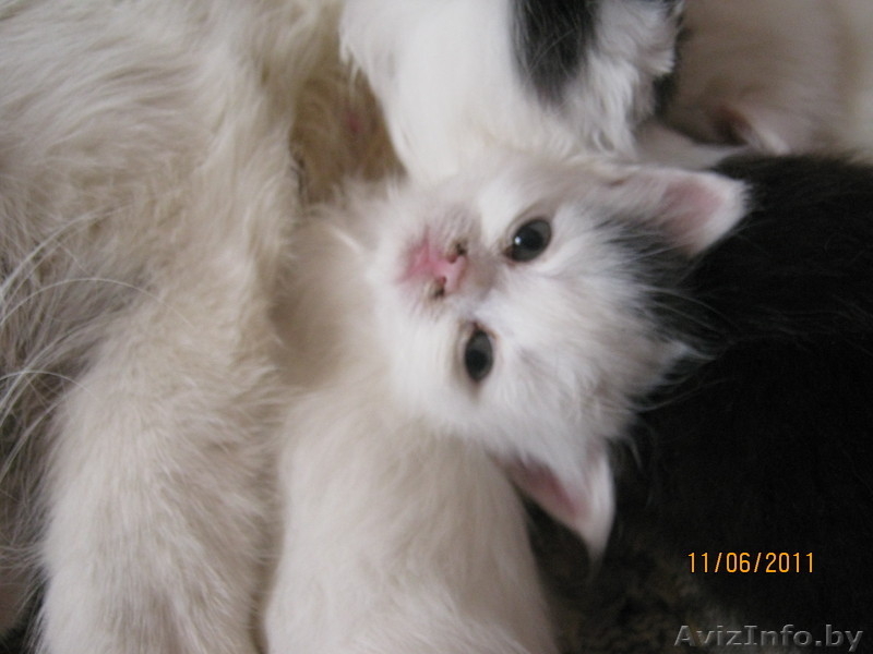 Подарю симпатичных котят - Изображение #1, Объявление #317026