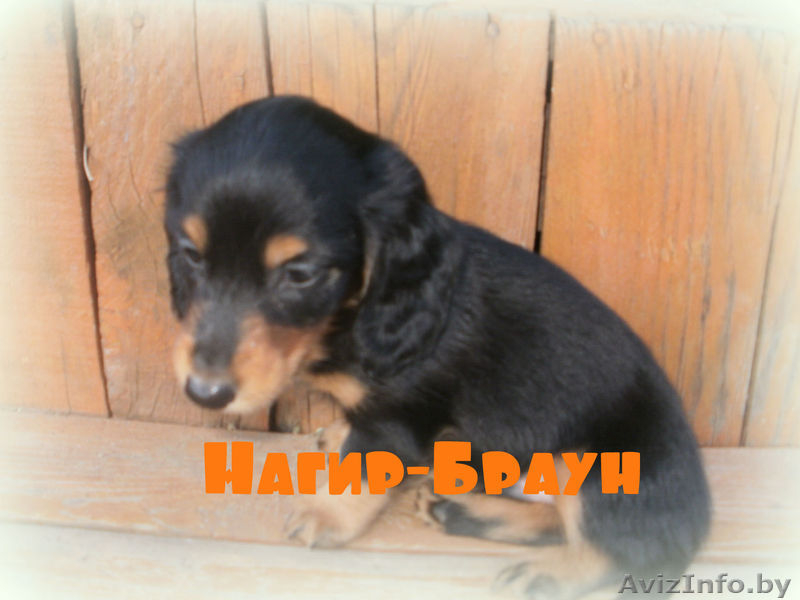 щенки карликовой мраморной таксы - Изображение #2, Объявление #771402