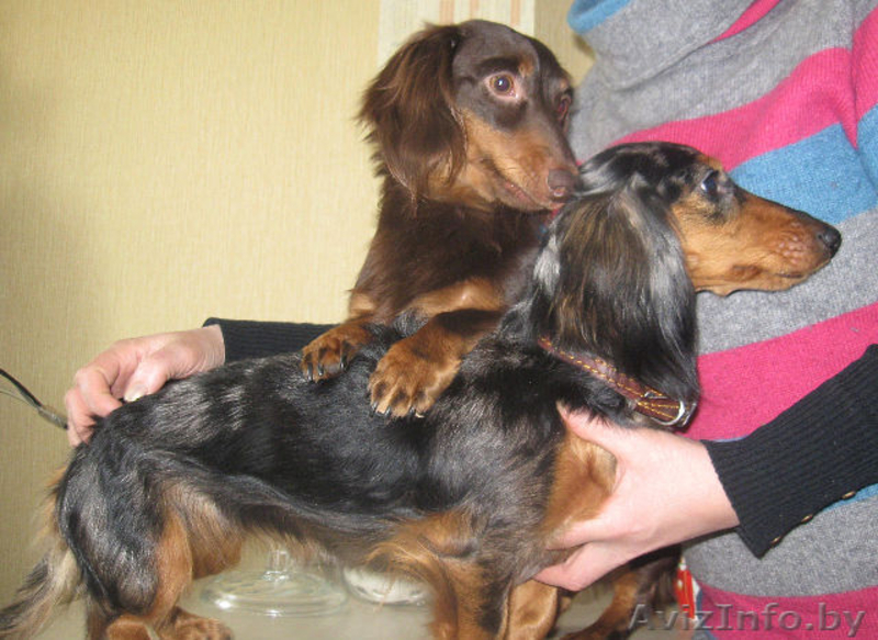 щенки карликовой мраморной таксы - Изображение #5, Объявление #771402