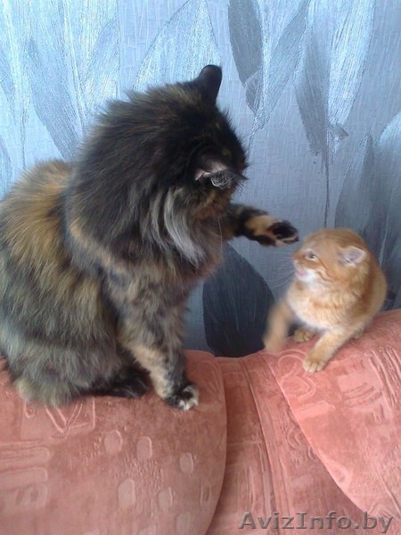 отдам рыжего котёнка в хорошие руки - Изображение #2, Объявление #851835